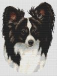 (image for) Black and White Papillon